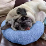 Calming Pillow for Cats & Dogs - Image 10