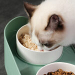 DUAL ELEVATED FEEDING BOWL - Image 17