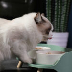 DUAL ELEVATED FEEDING BOWL - Image 18